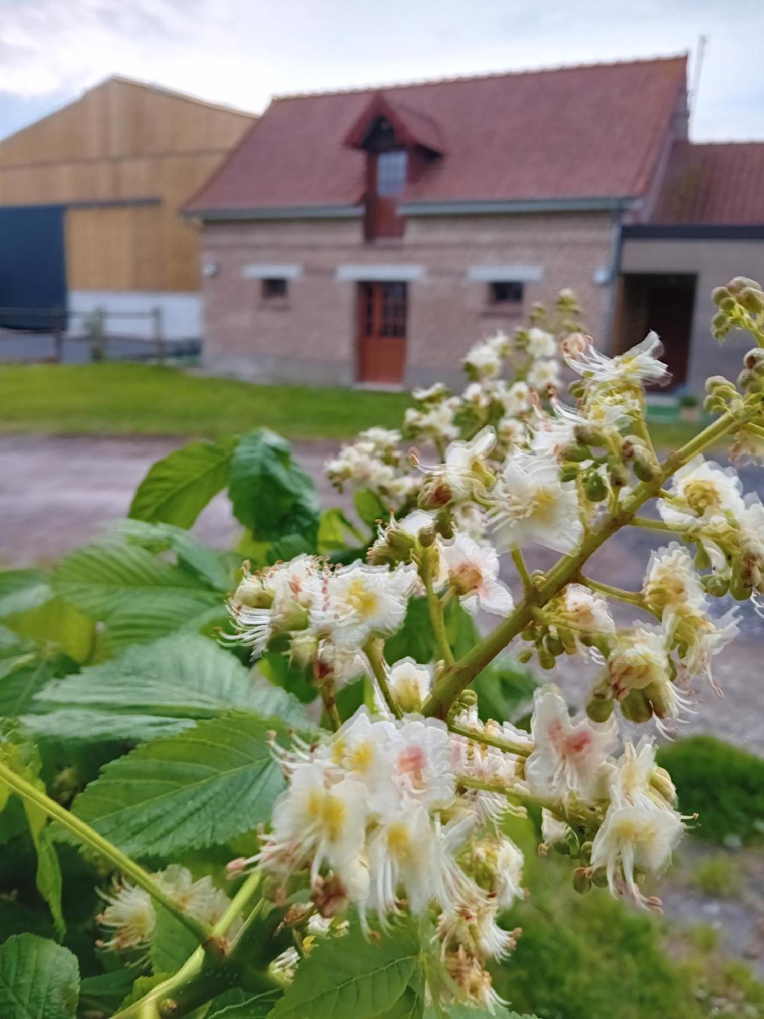 Gite Ferme Du Marronnier Derchigny ภายนอก รูปภาพ